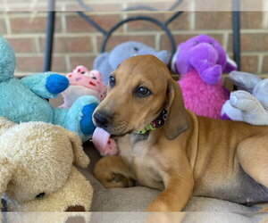 Regina - Female Doberman Pinscher-Unknown Mix Dog for Adoption - Photo #7