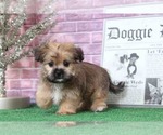 Small Photo #2 Shorkie Tzu Puppy For Sale in BEL AIR, MD, USA