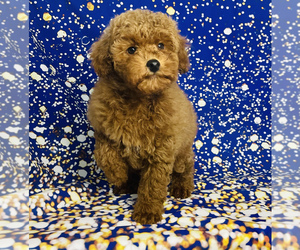 Poodle (Miniature) Puppy for sale in CINCINNATI, OH, USA