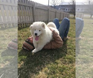 Samoyed Puppy for sale in BERKELEY, CA, USA
