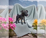 Puppy Puppy 4 Italian Greyhound