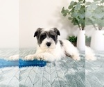 Small Photo #5 Schnauzer (Miniature) Puppy For Sale in GREENFIELD, IN, USA