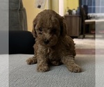 Puppy Lucky Poodle (Toy)