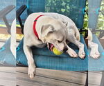 Small #2 American Pit Bull Terrier-Beagle Mix