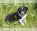 Small #14 Border-Aussie
