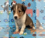 Puppy Puppy 8 Collie