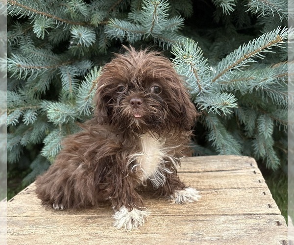 Medium Photo #1 Shih Tzu Puppy For Sale in MIDDLEBURY, IN, USA