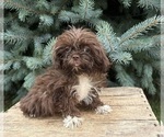 Small Shih Tzu
