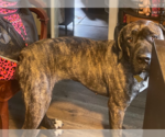 Small #1 Mastiff