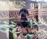 Small Photo #21 Doberman Pinscher Puppy For Sale in LUTZ, FL, USA