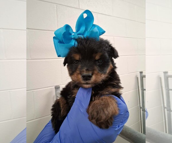Medium Photo #4 German Shepherd Dog-Unknown Mix Puppy For Sale in SHERBURNE, NY, USA