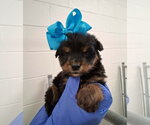 Small #3 German Shepherd Dog Mix