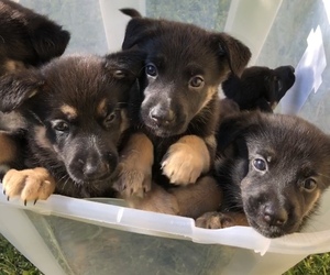 German Shepherd Dog-German Shorthaired Lab Mix Puppy for sale in CHULA VISTA, CA, USA