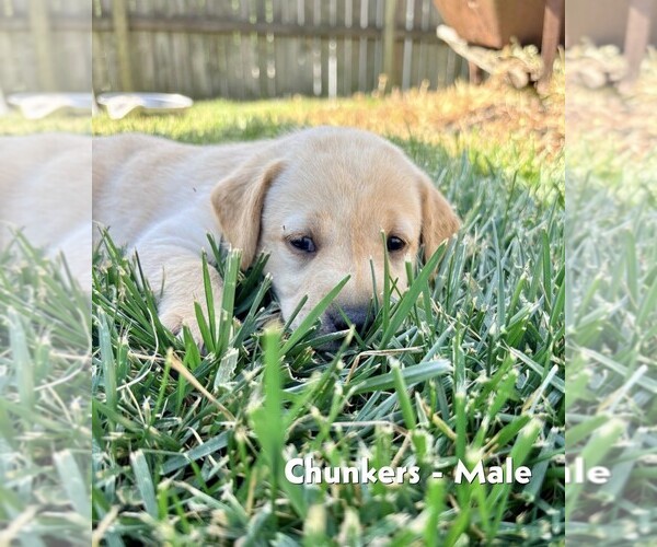 Medium Photo #1 Labrador Retriever Puppy For Sale in WINSTON SALEM, NC, USA