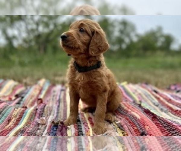 Medium Photo #5 Goldendoodle Puppy For Sale in ABILENE, TX, USA