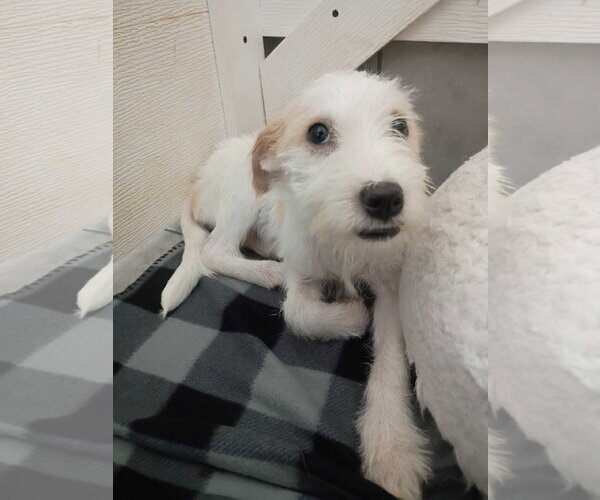 Medium Photo #6 Mutt Puppy For Sale in Pacolet, SC, USA