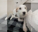 Small #5 Mutt