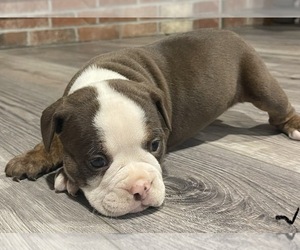 Medium Olde English Bulldogge