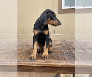 Doberman Pinscher Puppy for sale in SAN LUIS OBISPO, CA, USA