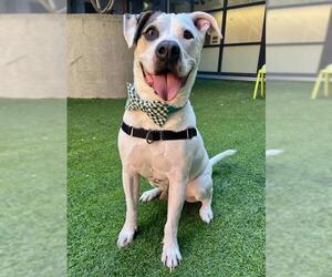 Mutt Dogs for adoption in San Francisco, CA, USA