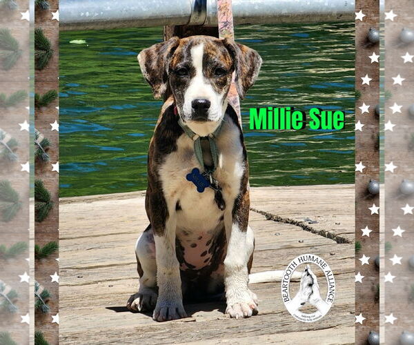 Medium Photo #2 Mountain Cur-Unknown Mix Puppy For Sale in Red Lodge, MT, USA