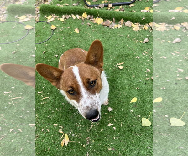 Medium Photo #5 Mutt Puppy For Sale in Denver , CO, USA