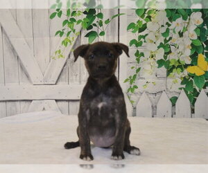Catahoula Leopard Dog-Unknown Mix Dogs for adoption in Oroville, CA, USA
