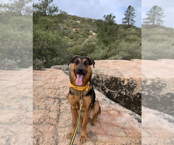 Medium Photo #3 Shepradors Puppy For Sale in Dana Point, CA, USA