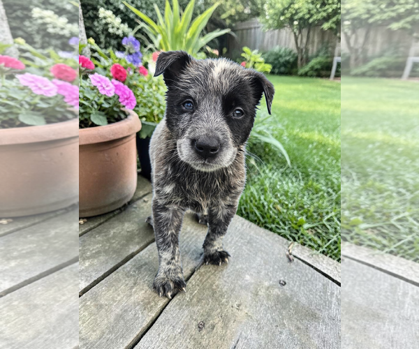 Medium Photo #4 Mutt Puppy For Sale in McKinney, TX, USA