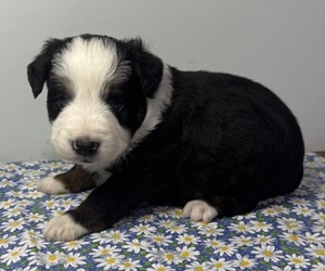 Medium Miniature Australian Shepherd