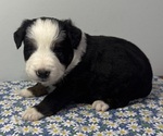 Puppy Puppy 2 Miniature Australian Shepherd