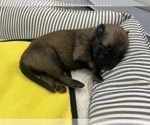 Small Photo #280 Belgian Malinois Puppy For Sale in REESEVILLE, WI, USA