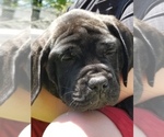 Small Photo #43 Mastiff Puppy For Sale in FULTON, NY, USA