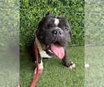 Small Bulldog Mix