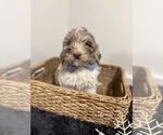 Small Photo #12 Miniature Labradoodle Puppy For Sale in CENTRALIA, IL, USA