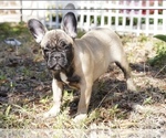 Puppy 8 French Bulldog