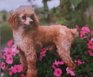 Father of the Poodle (Toy) puppies born on 11/27/2024