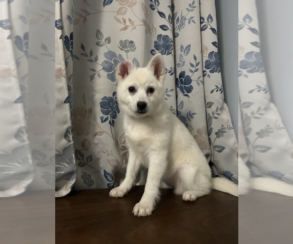 Medium Photo #35 Alaskan Klee Kai Puppy For Sale in DURHAM, CT, USA