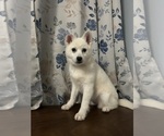 Small #34 Alaskan Klee Kai
