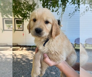 Golden Retriever Puppy for Sale in COLVILLE, Washington USA