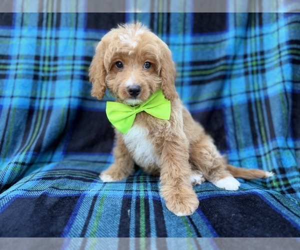 Medium Photo #2 Cavapoo (Miniature) Puppy For Sale in LAKELAND, FL, USA