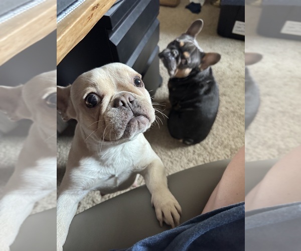 Medium Photo #1 French Bulldog Puppy For Sale in SHERWOOD, AR, USA