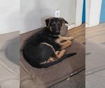 Small Photo #1 German Shepherd Dog Puppy For Sale in SPOKANE, WA, USA