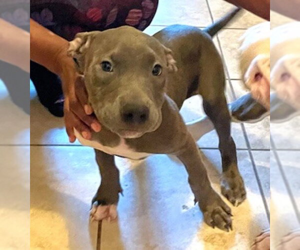 Medium Photo #1 Mutt Puppy For Sale in Enfield, CT, USA