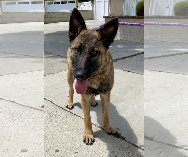 Medium Photo #4 Mutt Puppy For Sale in Newport Beach, CA, USA