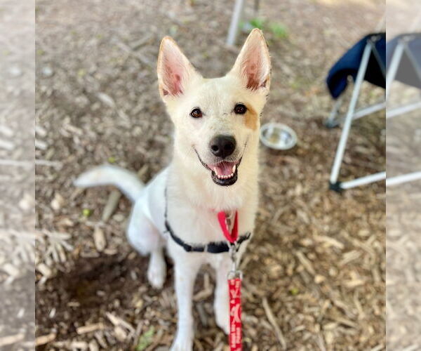 Medium Photo #4 Mutt Puppy For Sale in Canton, CT, USA