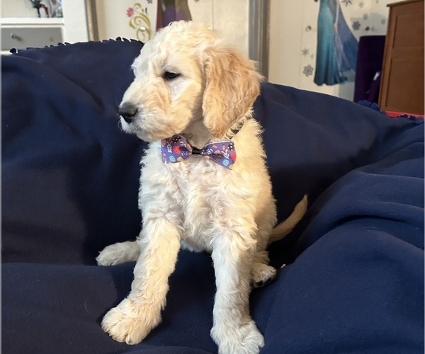 Medium Photo #5 Goldendoodle Puppy For Sale in ARCADIA, OR, USA