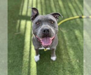 Mutt Dogs for adoption in Las Vegas, NV, USA