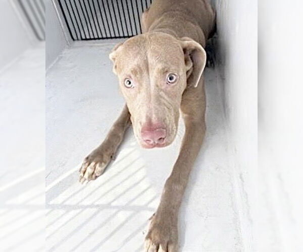 Medium Photo #1 Mutt Puppy For Sale in Houston, TX, USA