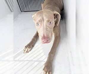 Mutt Dogs for adoption in Houston, TX, USA